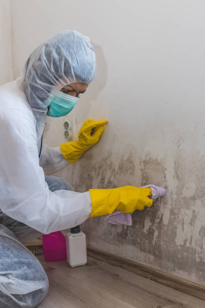 Best Biohazard Mold Removal  in USA